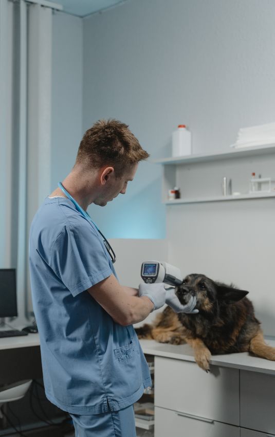 male veterinarian holding scanner looks into the eyes of a dog lying on exam table.